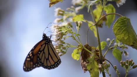 Primer-Plano-De-Una-Linda-Mariposa-Monarca-Comiendo-Néctar-De-Una-Flor-Blanca