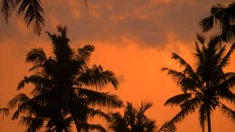 Palm-trees-sway-in-the-wind-against-the-sunset-sky-background