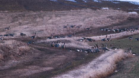 Eine-Große-Herde-Weißkopfgänse-Albifrons-Auf-Winterweizenfeld-Während-Der-Frühjahrsmigration