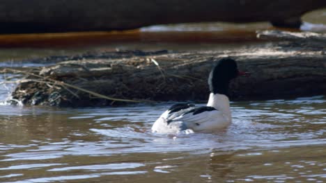 Common-merganser-male-swimming-in-river-and-diving