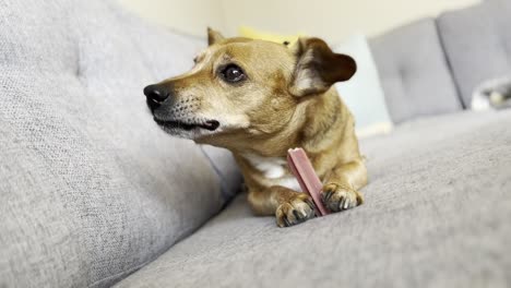 Jack-Russel-Hund,-Der-Auf-Einem-Teuren-Grauen-Sofa-Mit-Kissen-In-Der-Ecke-Kaut-Und-Einen-Knochen-Isst