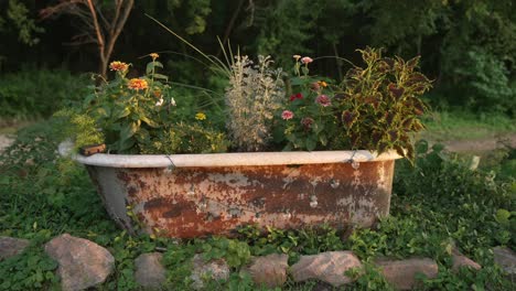 Eine-Alte-Rostige-Badewanne-Voller-Blumen-In-Der-Warmen-Goldenen-Sonne