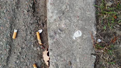 Careless-cigarette-smokers-disposed-buds-on-the-road