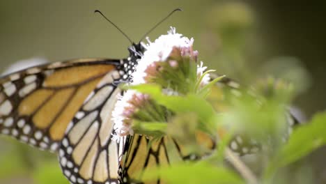Close-up-of-a-beautiful-monarch-butterfly-eating-nectar-on-a-flower