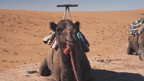 Camel-resting-on-hot-orange-sand-of-Sahara-desert,-close-up-handheld-view