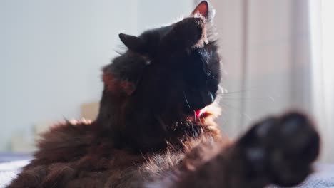 Schwarze-Katze-Wäscht-Sich-In-Zeitlupe