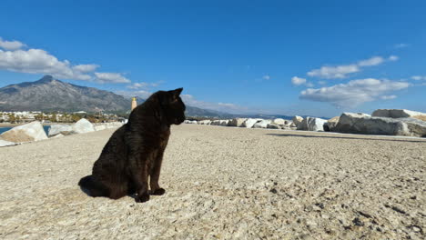 4K-Aufnahme-Einer-Einsamen-Schwarzen-Katze-An-Der-Berühmten-Bucht-Von-Puerto-Banus-In-Marbella,-Spanien