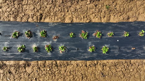 Rows-of-strawberry-plants-grow-with-black-plastic-in-spring