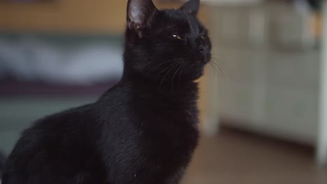 Porträt-Einer-Schwarzen-Katze,-Die-Sich-Umschaut-Und-Langsam-Mit-Ihren-Gelben-Augen-Blinzelt