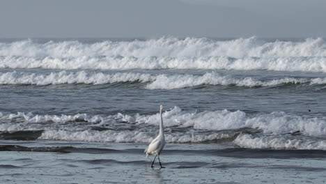 A-great-egret-wading-in-the-along-the-beach-as-waves-crash-against-the-shore