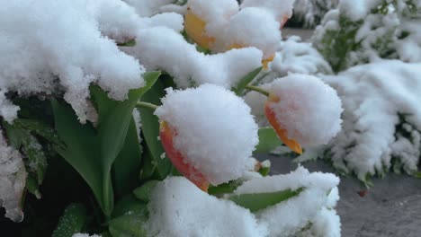 Blühende-Frühlingsblumen,-Die-Mit-Unerwartetem-Schnee-Bedeckt-Sind