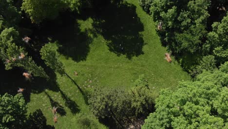 Aerial-shot-of-drone-attacked-by-aggressive-bees-over-green-park
