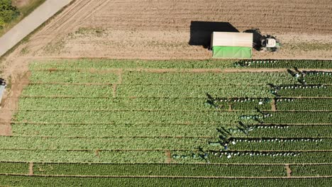 Aerial-top-down-horizontal-shot-of-workers-harvesting-food-on-green-field