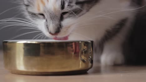 Front-view-of-cute-adorable-cat-enjoy-eating-delicious-food-inside-bowl,-static,-low-angle