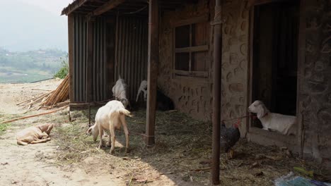 Some-goats-relaxing-in-the-shade-of-the-barn-with-a-chicken-walking-around