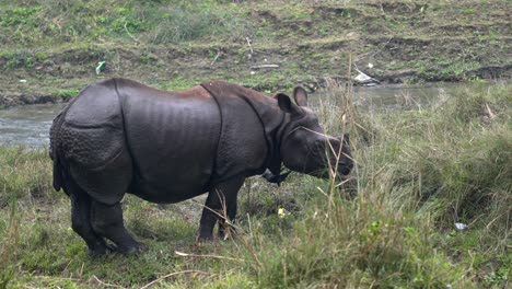 Un-Rinoceronte-De-Un-Cuerno-Parado-En-La-Orilla-De-Un-Río-En-La-Hierba-Alta
