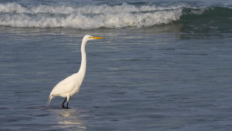 A-great-egret-wading-in-the-ocean-surf-foraging-for-food