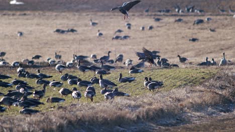 A-large-flock-of-white-fronted-geese-albifrons-on-winter-wheat-field-during-spring-migration