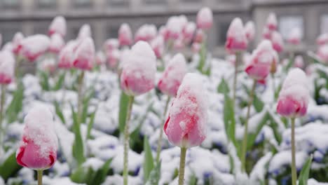 Frühlingsfrost-Bedeckt-Tulpen-Mit-Schnee---Nahaufnahme