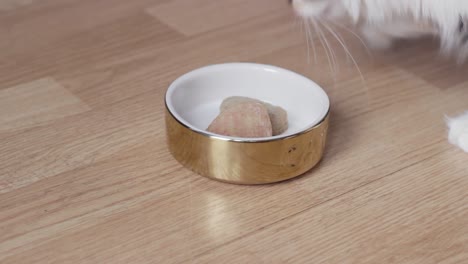 Close-up-of-domestic-pet-cat-eating-food-from-bowl,-wooden-floor,-static