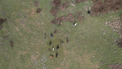 Drohnenansicht-Von-Oben-Auf-Kühe,-Die-Auf-Einem-Englischen-Feld-Grasen