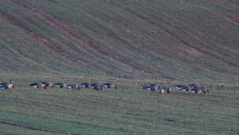 A-large-flock-of-white-fronted-geese-albifrons-on-winter-wheat-field-during-spring-migration
