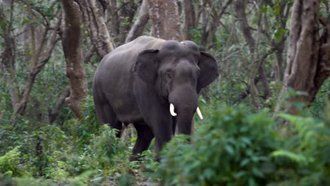 Un-Elefante-Salvaje-Parado-En-La-Densa-Jungla-En-El-Parque-Nacional-De-Chitwan-En-Nepal