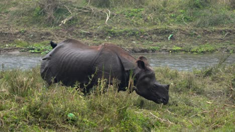 Un-Rinoceronte-De-Un-Cuerno-Parado-En-La-Orilla-De-Un-Río-En-La-Hierba-Alta