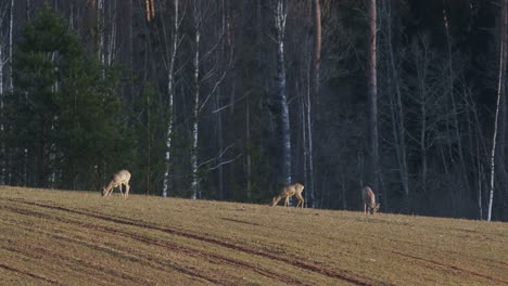 A-few-roe-deers-feeding-on-winter-wheat-field