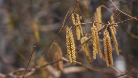 Walnussbaum-Ohne-Blätter-Im-Frühjahr