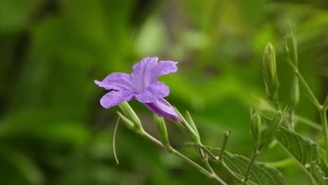 Beautiful-Ruellia-tuberosa-flower-in-wind-