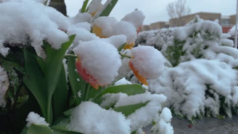 Frühlingsblumen,-Die-Mit-Unerwartetem-Schneefall-Bedeckt-Sind