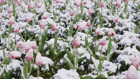 Ein-Feld-Aus-Rosafarbenen-Tulpen-Und-Blauen-Glockenblumen,-Das-Sich-Im-Wind-Wiegt-Und-Von-Schnee-Und-Frost-Bedeckt-Ist---Feste-Einstellung