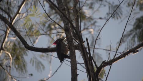 Imperial-Woodpecker-In-Wilderness-During-Sunset-In-Mexico
