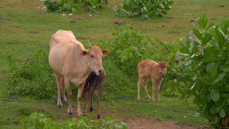 A-cow-with-two-little-calves-grazes-on-a-green-meadow-in-southeast-Asia