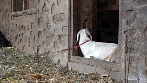 A-goat-relaxing-in-the-doorway-of-a-stone-barn