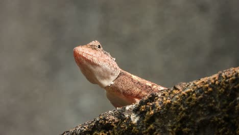Lizard-waiting-for-pry-for-food-
