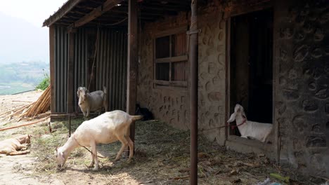 Some-goats-relaxing-in-the-shade-of-the-barn