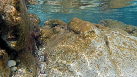 Underwater-Scene-With-Mossy-Rocks-And-Fishes-In-Clear-Waters-Of-Kefalonia,-Greece