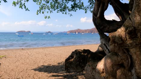 Tropical-sandy-beach-with-an-old-tree,-waves-on-a-sunny-day,-Coco-Beach-in-Guanacaste,-Costa-Rica