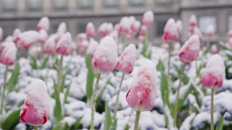 Schöne-Aussicht-Auf-Gefrorene-Tulpen,-Die-Im-Spätfrostfrühling-Im-Wind-Wehen