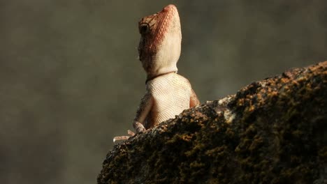 Lizard-waiting-for-pry-for-food-to-eat-
