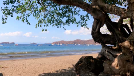Tropical-beach-with-an-old-tree-on-a-sunny-day,-Coco-Beach-in-Guanacaste,-Costa-Rica