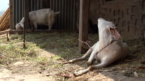 A-goat-lying-in-the-shade-of-the-barn-while-scratching-its-back-with-its-horns