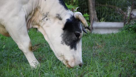 Close-up-of-a-white-holstein-cow-eating-grass