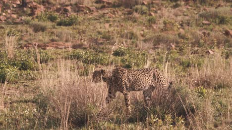 Cheetah-walking-between-shrubs-in-grassy-african-savannah