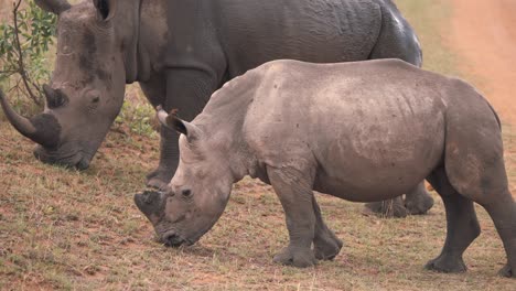 Baby-white-rhinoceros-calf-grazing-on-grass-with-its-mother