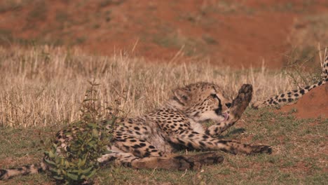 Cheetah-lying-lazily-in-african-savannah,-yawning-and-licking-its-paw