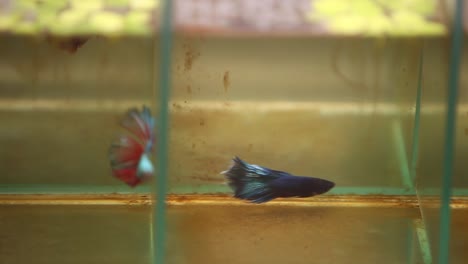 Siamese-fighting-fish-swimming-aggressively-in-their-tiny-little-tanks