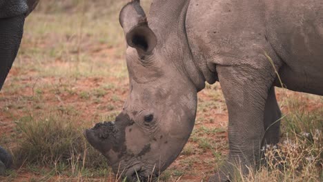 Baby-white-rhinoceros-calf-grazing-on-grass-next-to-another-rhino